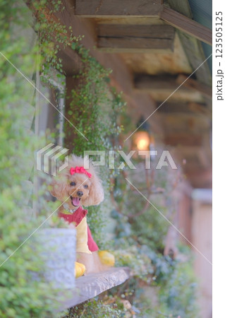 ハロウィンを楽しむトイプードル 123505125