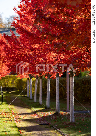 an alley of bright red young maples in sunny autumn day an alley of bright red young maples in sunny autumn day 123505346