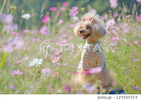 コスモス畑とトイプードル 123505553
