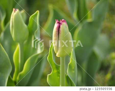 紫色のチューリップ　パープルクリスタル　つぼみ 123505556