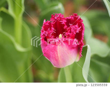 紫色のチューリップ　パープルクリスタル 123505559