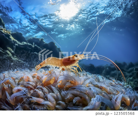 海の中を歩くエビのイメージ素材 123505568