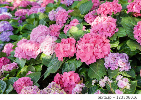 Blooming cultivar bigleaf hydrangea, Hydrangea macrophylla. Blooming cultivar bigleaf hydrangea, Hydrangea macrophylla. 123506016