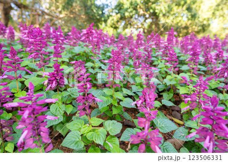Salvia divinorum is a plant species belonging to the Lamiaceae family. a field of purple flowers. 123506331
