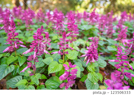 Salvia divinorum is a plant species belonging to the Lamiaceae family. a field of purple flowers. 123506333