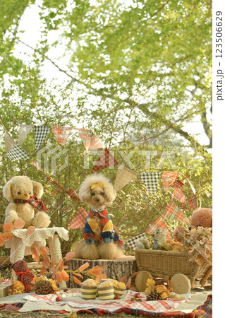 銀杏並木を散歩するトイプードル 銀杏並木を散歩するトイプードル 123506629