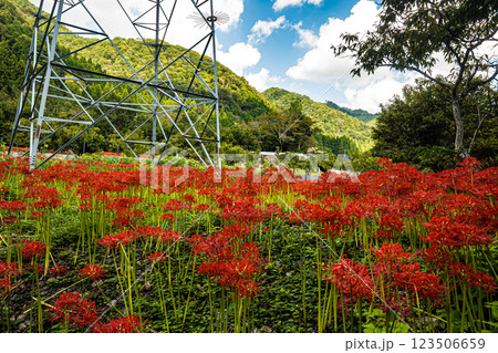 島根・吉賀・ひがん花の里 123506659