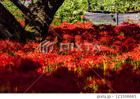 島根・吉賀・ひがん花の里 島根・吉賀・ひがん花の里 123506665