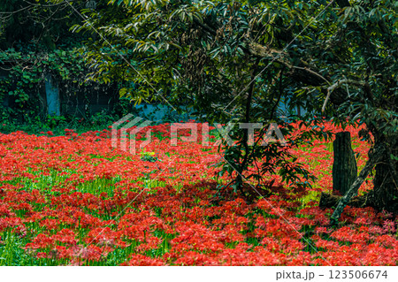 島根・吉賀・ひがん花の里 島根・吉賀・ひがん花の里 123506674