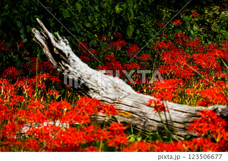 島根・吉賀・ひがん花の里 島根・吉賀・ひがん花の里 123506677