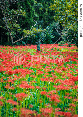 島根・吉賀・ひがん花の里 島根・吉賀・ひがん花の里 123506679