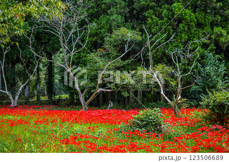 島根・吉賀・ひがん花の里 島根・吉賀・ひがん花の里 123506689