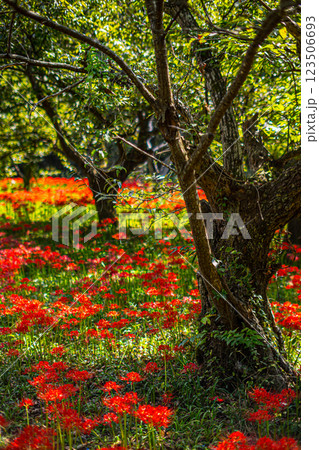島根・吉賀・ひがん花の里 123506693