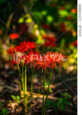 島根・吉賀・ひがん花の里 123506694
