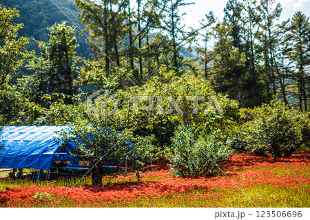 島根・吉賀・ひがん花の里 島根・吉賀・ひがん花の里 123506696