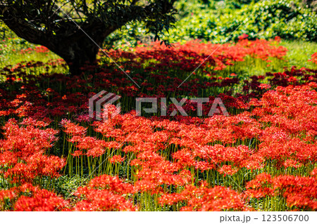 島根・吉賀・ひがん花の里 島根・吉賀・ひがん花の里 123506700