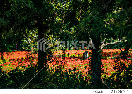島根・吉賀・ひがん花の里 123506704