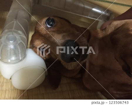 目がくしゃダックス 123506743