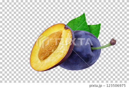 プルーンのイラスト リアル プルーンのイラスト リアル 123506975