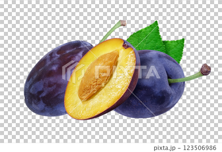 プルーンのイラスト リアル プルーンのイラスト リアル 123506986