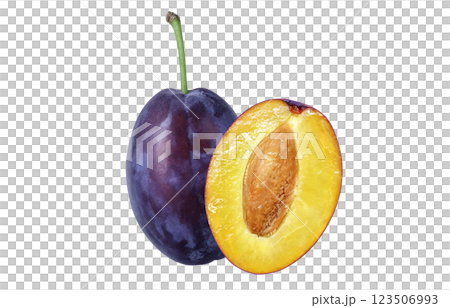 Prune illustration realistic Prune illustration realistic 123506993