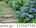 階段に咲く紫陽花 123507740
