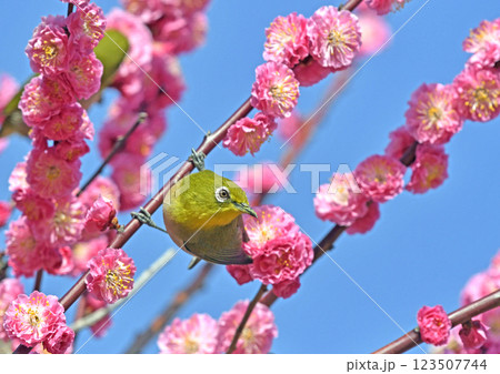 満開の紅梅にメジロ( 小春日和イメージ )( ほのぼのイメージ ) 満開の紅梅にメジロ( 小春日和イメージ )( ほのぼのイメージ ) 123507744