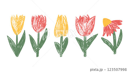 Tulip flowers crayon drawn set. Spring crocus plants doodle. Summer floral kids elements. Chalk or pastel style childish shape. Vector naive pencil illustration isolated on white background. Tulip flowers crayon drawn set. Spring crocus plants doodle. Summer floral kids elements. Chalk or pastel style childish shape. Vector naive pencil illustration isolated on white background. 123507998