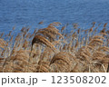 風に揺れるススキ 123508202