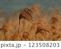 ススキの穂が風に揺れる 123508203