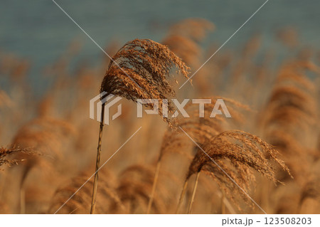 ススキの穂が風に揺れる 123508203