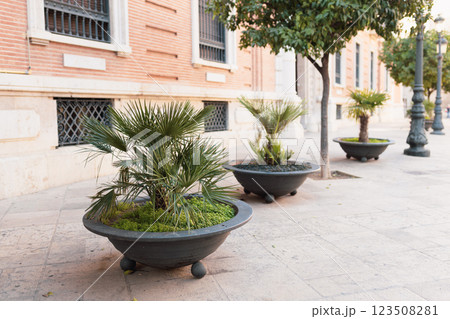 Chamaerops humilis palms in a flower pot. The concept of air pollution treatment by natural methods in city. Pot decoration at front of building 123508281