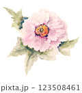 Hand Drawn Delicate Watercolor Flower 123508461