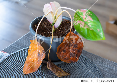 Problems in cultivation on sheet of aglaonema - leaves affected by black rot, overflow of plant, rotting of roots 123508544
