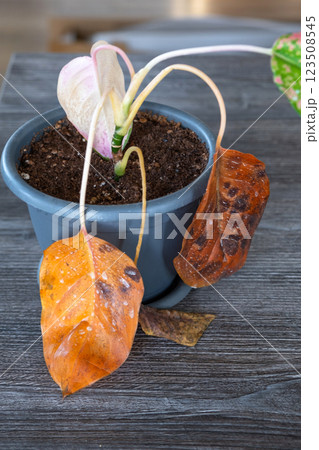 Problems in cultivation on sheet of aglaonema - leaves affected by black rot, overflow of plant, rotting of roots 123508545