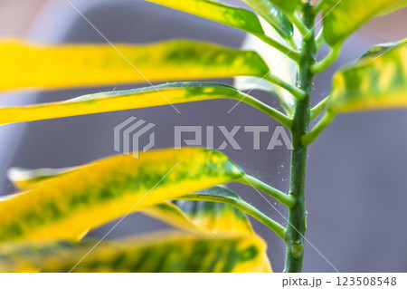 Leaves home plant affected by a spider mite parasite, small insects, Problems in the cultivation of domestic plants. Plant treatment and pest and fungus control Leaves home plant affected by a spider mite parasite, small insects, Problems in the cultivation of domestic plants. Plant treatment and pest and fungus control 123508548