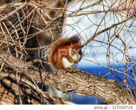 Little squirrel in the winter forest 123508728