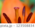 Orange lily flower in summer Bright orange lily flowers Orange lily flower 123508834