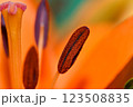Orange lily flower in summer Bright orange lily flowers Orange lily flower 123508835