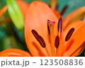 Orange lily flower in summer Bright orange lily flowers Orange lily flower 123508836