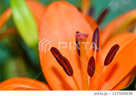 Orange lily flower in summer Bright orange lily flowers Orange lily flower 123508836