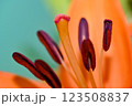 Orange lily flower in summer Bright orange lily flowers Orange lily flower 123508837