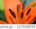 Orange lily flower in summer Bright orange lily flowers Orange lily flower 123508838