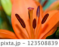 Orange lily flower in summer Bright orange lily flowers Orange lily flower 123508839