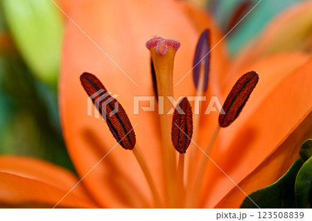 Orange lily flower in summer Bright orange lily flowers Orange lily flower 123508839