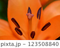 Orange lily flower in summer Bright orange lily flowers Orange lily flower 123508840
