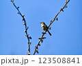 Close up picture of graceful prinia. Beautiful picture of graceful prinia. 123508841