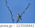 Close up picture of graceful prinia. Beautiful picture of graceful prinia. 123508842
