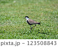 Large bird feeding in its natural environment. 123508843