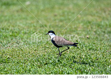 Large bird feeding in its natural environment. 123508843